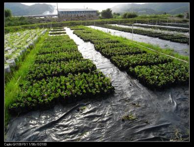 长春花苗