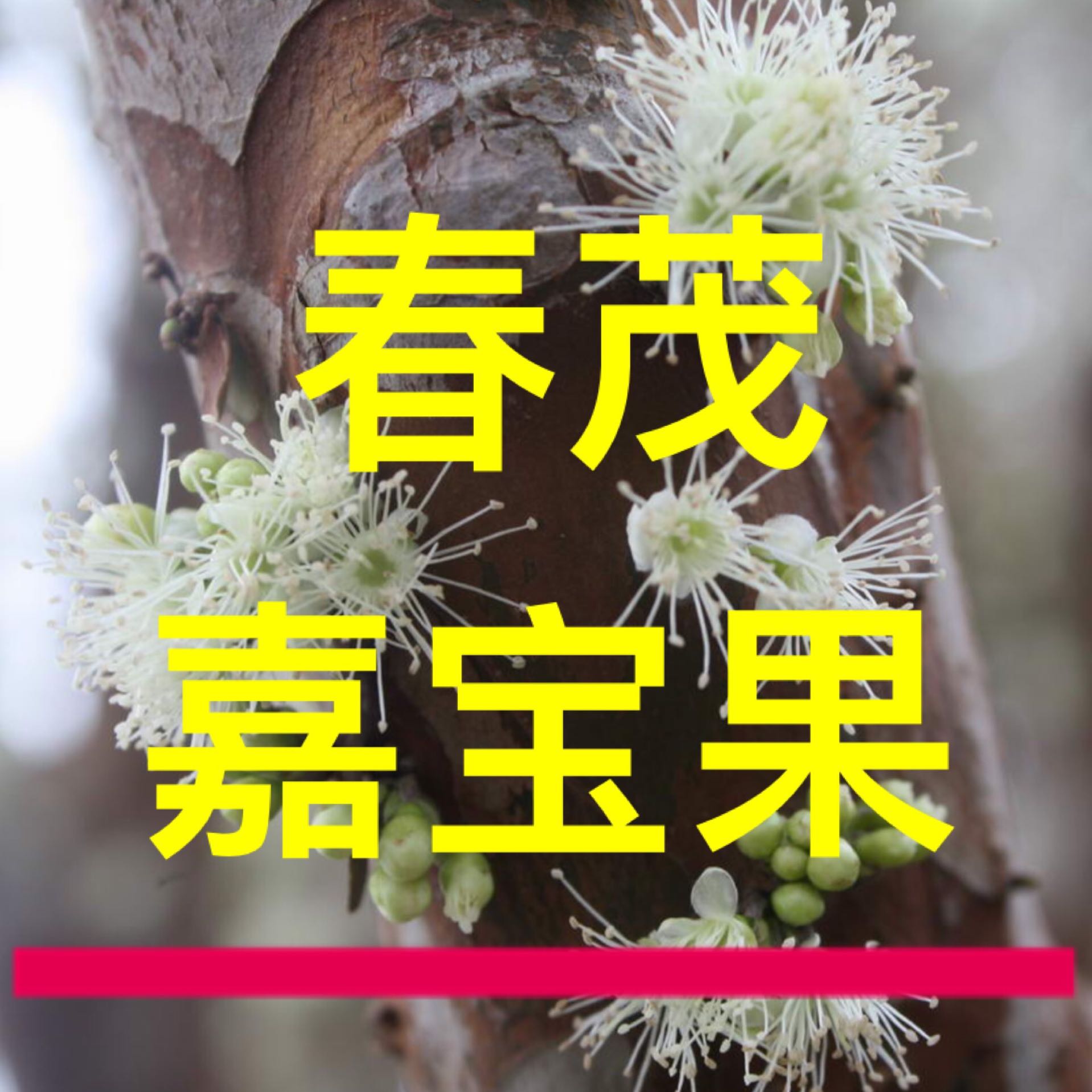 佛山市陈村花卉世界春茂园艺-嘉宝果