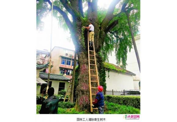 武汉：530岁古银杏遭4株小树寄生 园林部门紧急除树