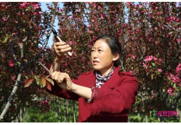 河南花木：光山种花木 致富全村