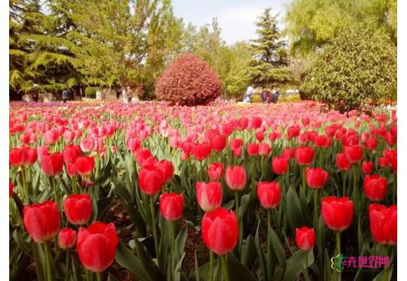 西安植物园郁金香开花 30万株球根花卉竞相斗艳