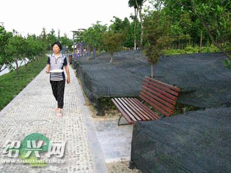 路旁小树苗 戴上“太阳帽”