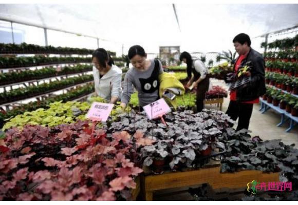 江苏：沭阳花木产业园设立花卉超市