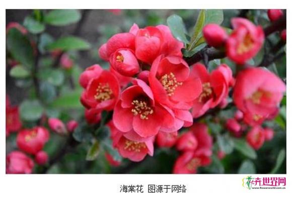 老北京为何将海棠视为“富贵花”