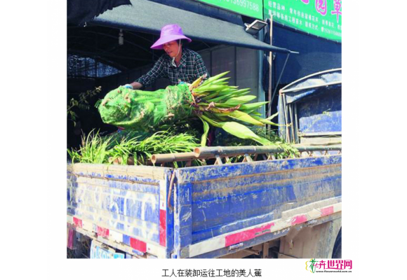 夏溪花木市场水生植物热销