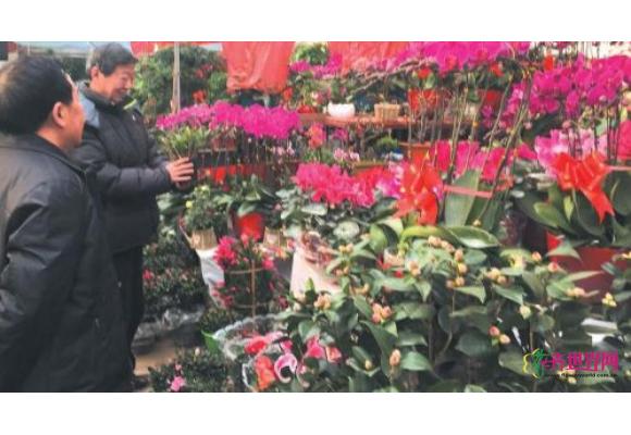 山东：济南花市花卉普遍价格上涨