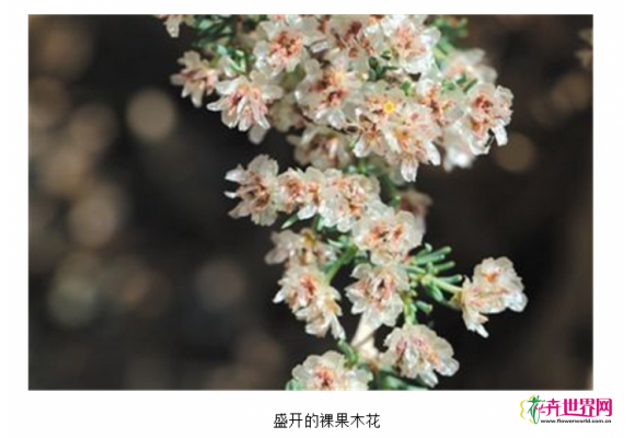 宁夏贺兰山保护区发现珍稀植物裸果木