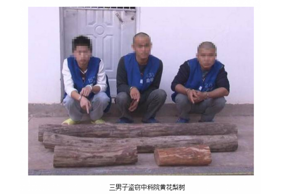 云南：三男盗窃名贵树种黄花梨树 专家估价30万