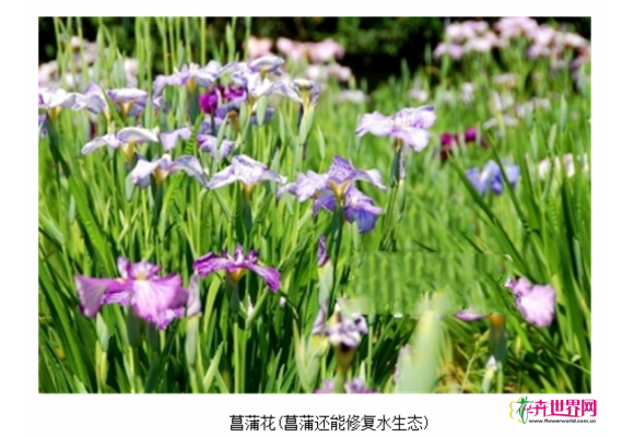 端午到菖蒲花开 扬州举办菖蒲花展