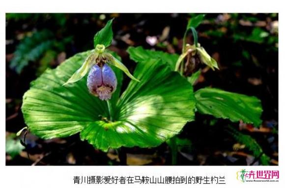 四川：珍稀兰科植物“女神之花”杓兰现身青川