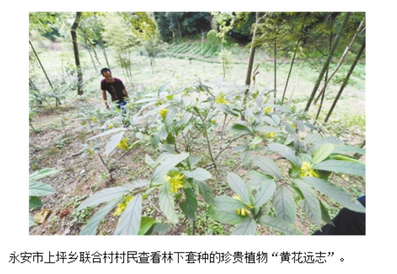 福建永安：林下套种珍贵植物“黄花远志”