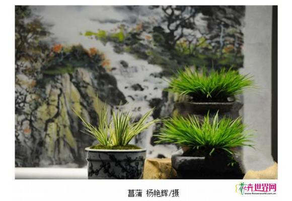 菖蒲展拉开帷幕 “植物文玩”菖蒲盆栽在昆亮相