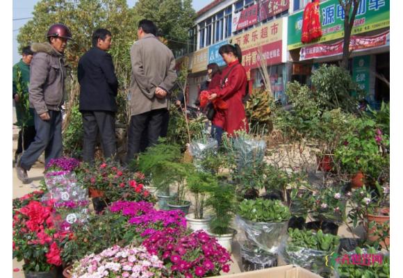 柯坦镇：花木市场春意浓