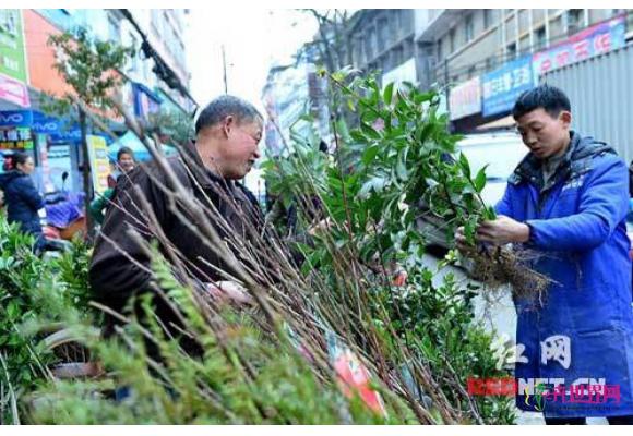 隆回县苗木市场开春交易火爆