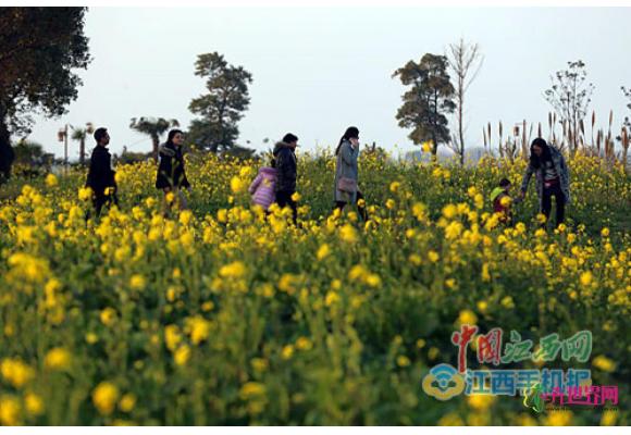 江西：赏花游成为3月旅游市场的主导