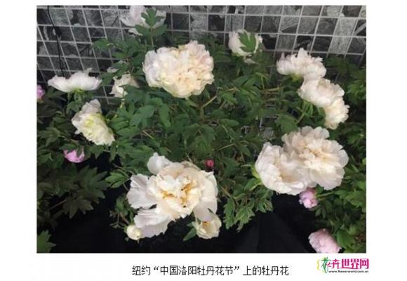 向世界展示洛阳牡丹之美 中国洛阳牡丹花节”亮相纽约