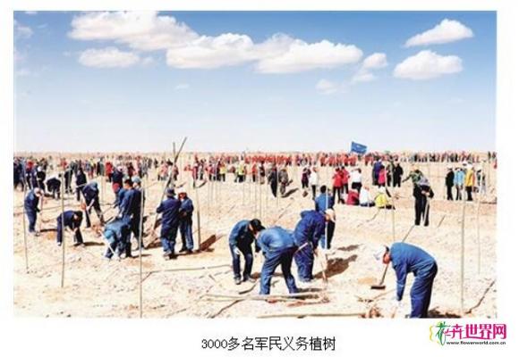 青海格尔木市：16000株新疆杨“落户”戈壁滩