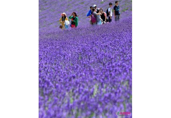 日本薰衣草花海具人气