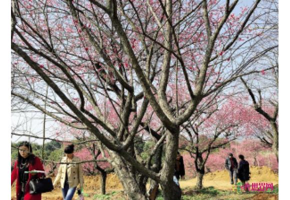 湖州：长兴林城第十届梅花节日前开幕