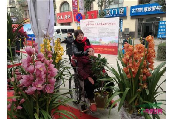 春节临近 昆明花市年宵花热销