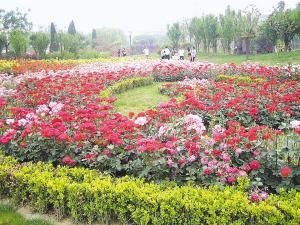 为期十天的郑州第十四届月季花展26日开幕