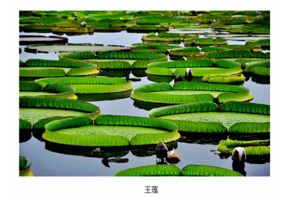 西双版纳植物园7月进入“赏莲月”