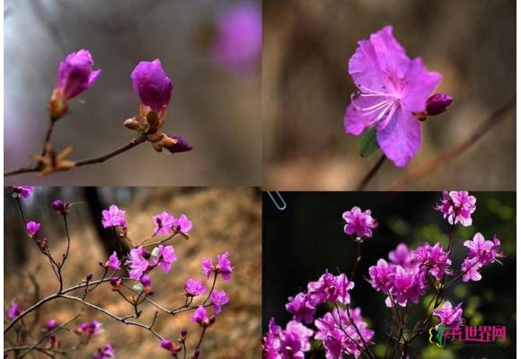 把野生杜鹃还给大兴安岭