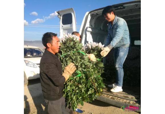 七夕节来临：昆明斗南花市鲜花价格冰火两重天 