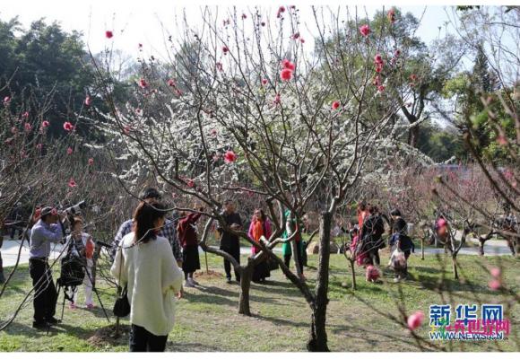 广州：桃李花开闹新春 满园春色引客来