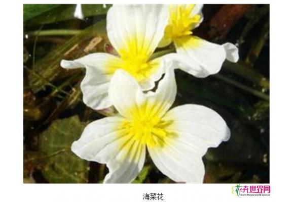 云南洱源：种植水生植物海菜花实现环保经济双赢