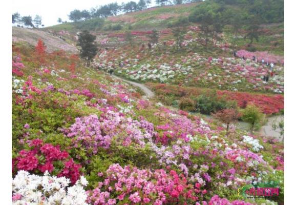 金华永根杜鹃园开园  700种杜鹃花激情绽放灿如云霞 