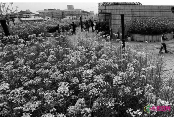 西安：大爷自制“空中花园” 楼顶种千平油菜花