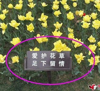 2009嘉善•第七届中国杜鹃花展览在嘉善隆重开幕（图）