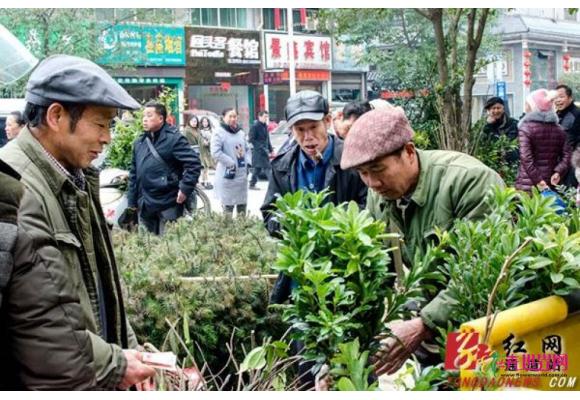 湖南通道：新春苗木市场火爆